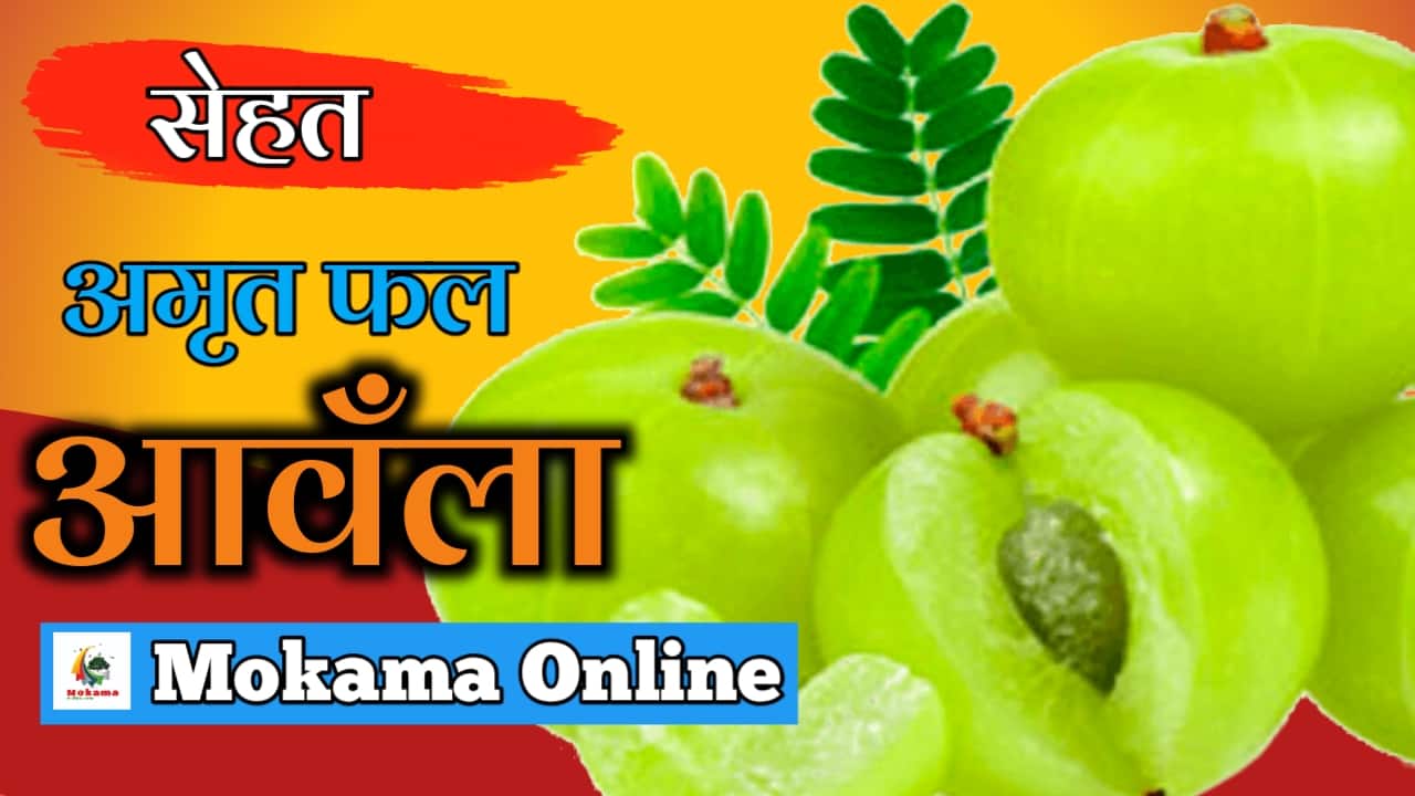 Health nectar fruit amla Mokama Online News